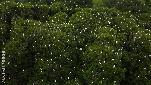 Dozens of buffalo egrets in the Baros Mangrove Forest area, Tirtohargo, Kretek, Bantul, Yogyakarta, Indonesia.