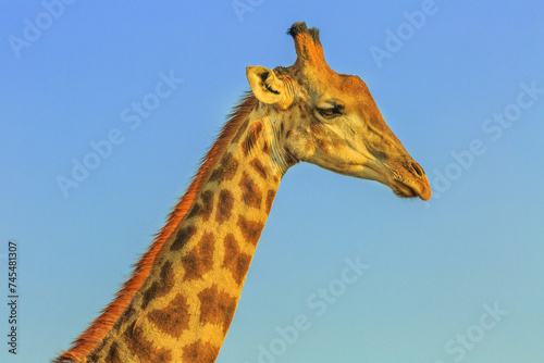 Photography Portrait of african giraffe in the blue sky background