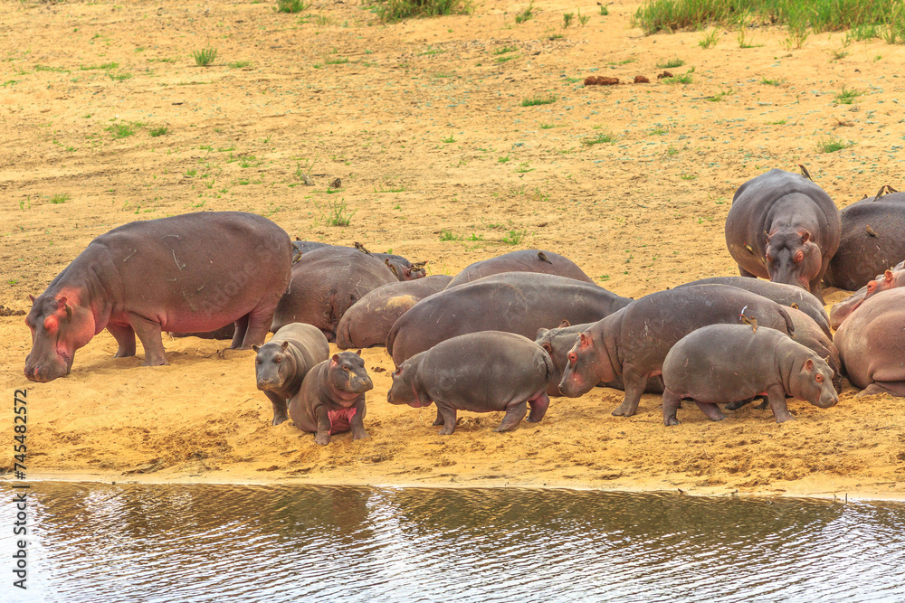 Group of adults and small Cape hippopotamus or South African adult and small hippopotamus at Olifants River in Kruger National Park, South Africa. Group of adults and small Cape hippopotamus or South African adult and small hippopotamus at Olifants River in Kruger National Park, South Africa.