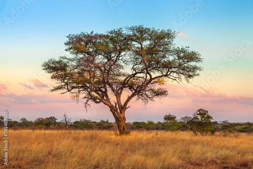 African tree of the African savannah in the Serengeti wildlife area of Tanzania  East Africa. Africa safari scene in savannah landscape at sunset with pink sky.