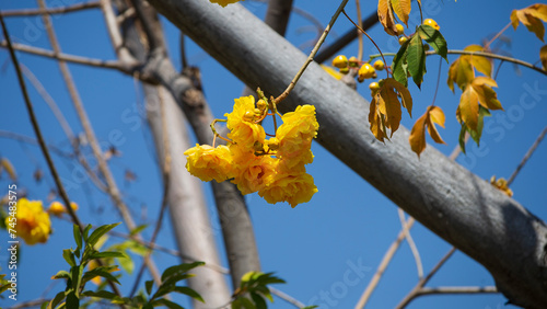 Yellow silk cotton tree flower blooming in winter,  Chiang Mai Thailand photo