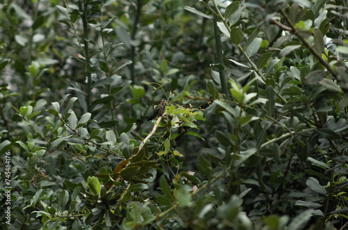 Wallpaper Mural Picaflor, colibri, posando en planta de laurel Torontodigital.ca