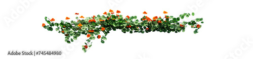 Plant and flower vine green ivy leaves tropic hanging, climbing isolated on transparent background.
