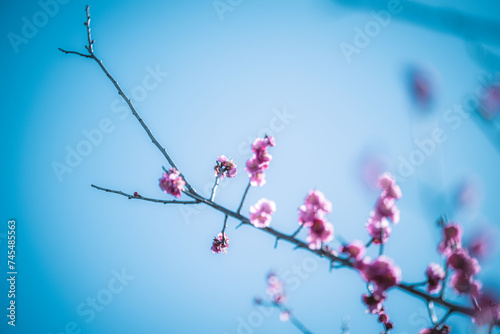 美しい日本の梅の花