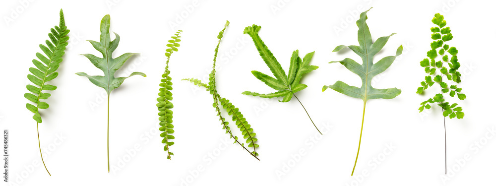 variety of fresh fern leaves isolated over a transparent background, set / collection of cut-out forest / rain forest / floristic / garden or environmental design elements, different shapes, PNG - obrazy, fototapety, plakaty 