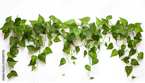 Pothos and Ivy white background isolated
