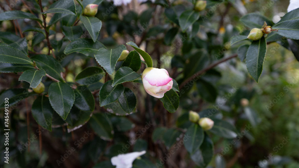 White rose bud with pink edge, surrounded by green leaves and a few more rose buds