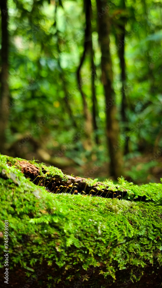 Naklejka premium tree in the woods