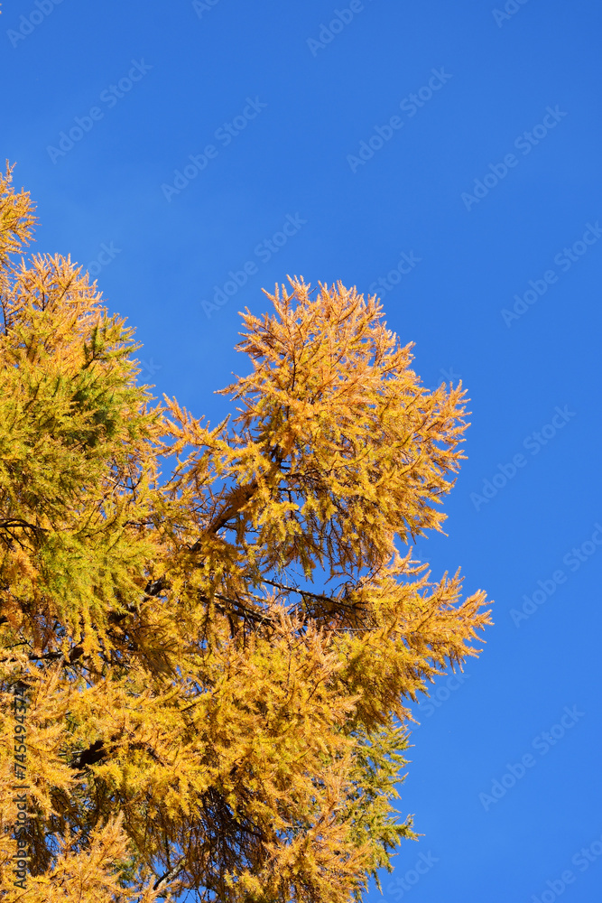 Fototapeta premium カラマツの黄葉