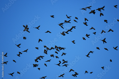 上向きに飛ぶヒヨドリの群れ
