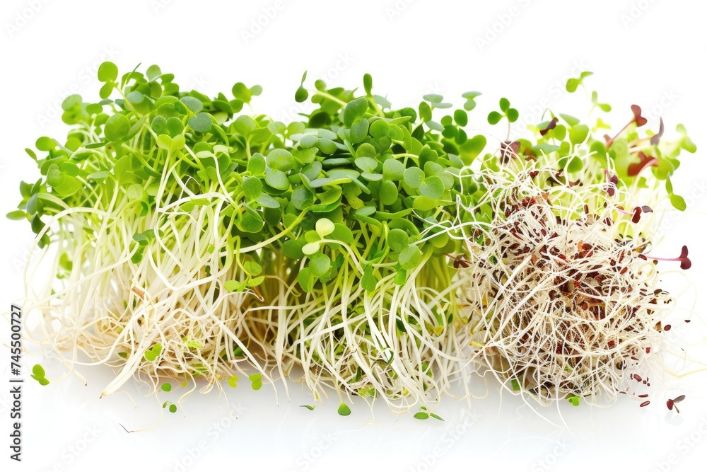 Variety of Fresh Microgreens on White Background. Studio Close-Up of Sprouted Seeds. Healthy Eating and Organic Gardening Concept. Variety of Fresh Microgreens on White Background. Studio Close-Up of Sprouted Seeds. Healthy Eating and Organic Gardening Concept.