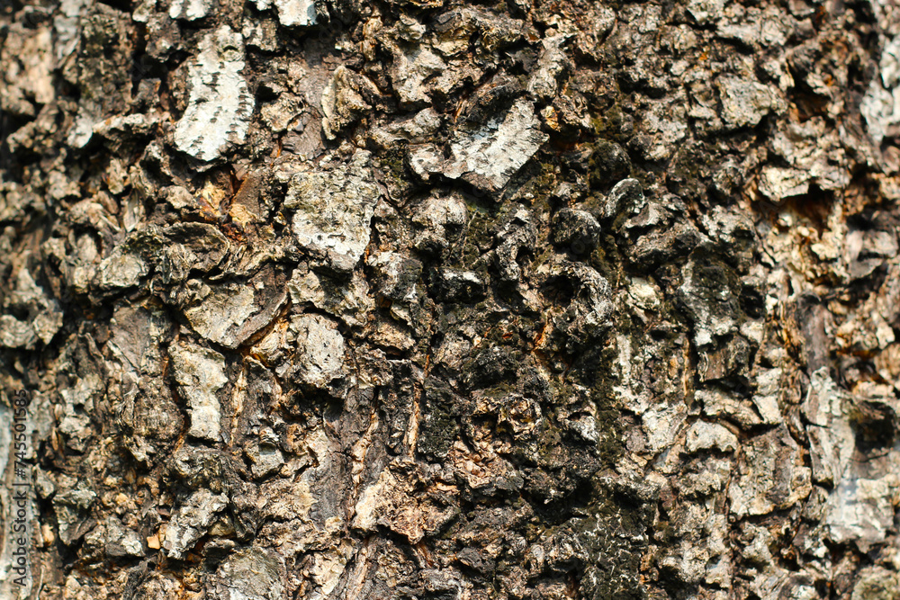 Tree bark texture for natural background Tree bark texture for natural background