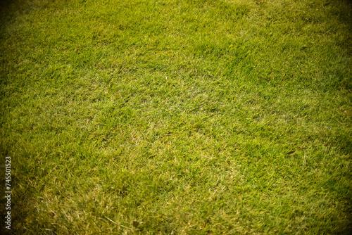 Photos Fondo de césped natural