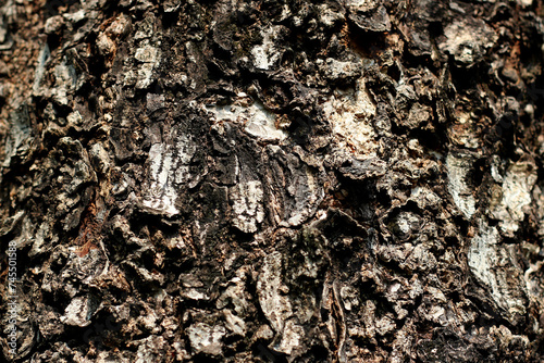 Tree bark texture for natural background photo