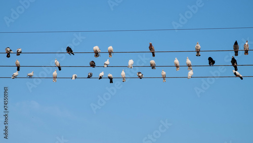flock of pigeons on a power lines
