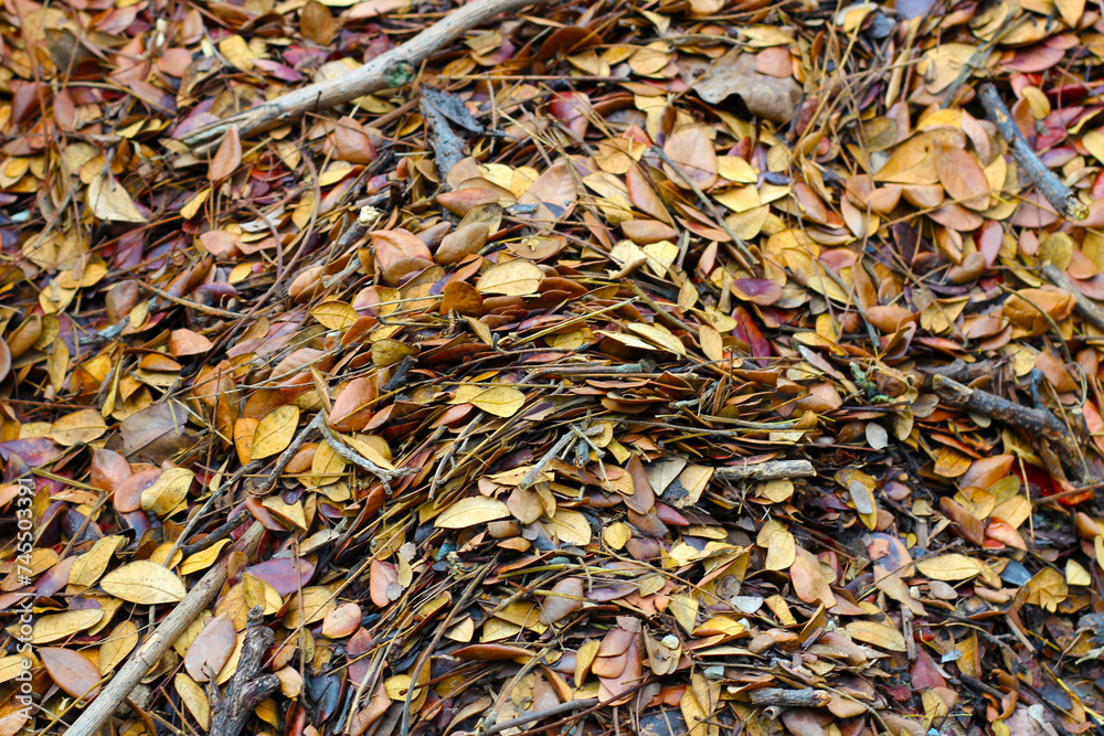 Fallen leaves for made into compost