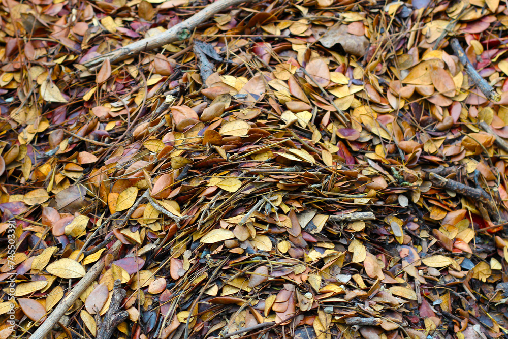Fallen leaves for made into compost Fallen leaves for made into compost