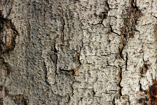 Tree bark texture for natural background