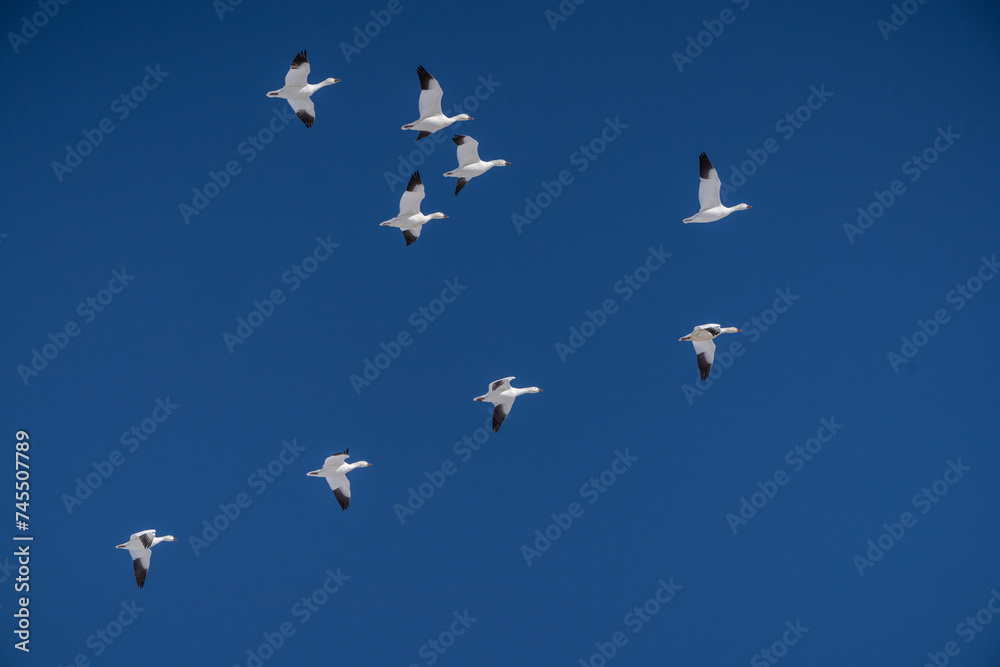 Obraz premium Snow geese on spring migration fly against a blue sky background in rural Pennsylvania 