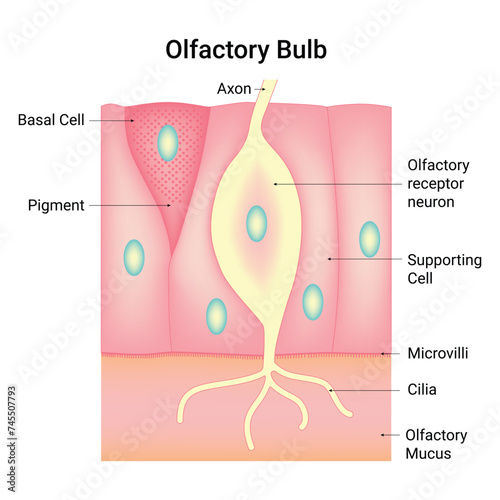 Olfactory Bulb Science Design Vector Illustration Diagram photo