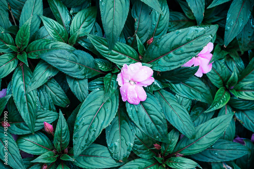 Beautiful purple Impatiens walleriana or Busy Lizzy blossom in garden, Flowers background photo