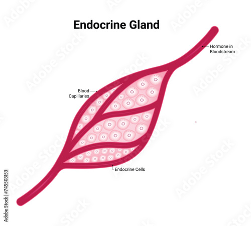 Endocrine Gland Science Design Vector Illustration Diagram