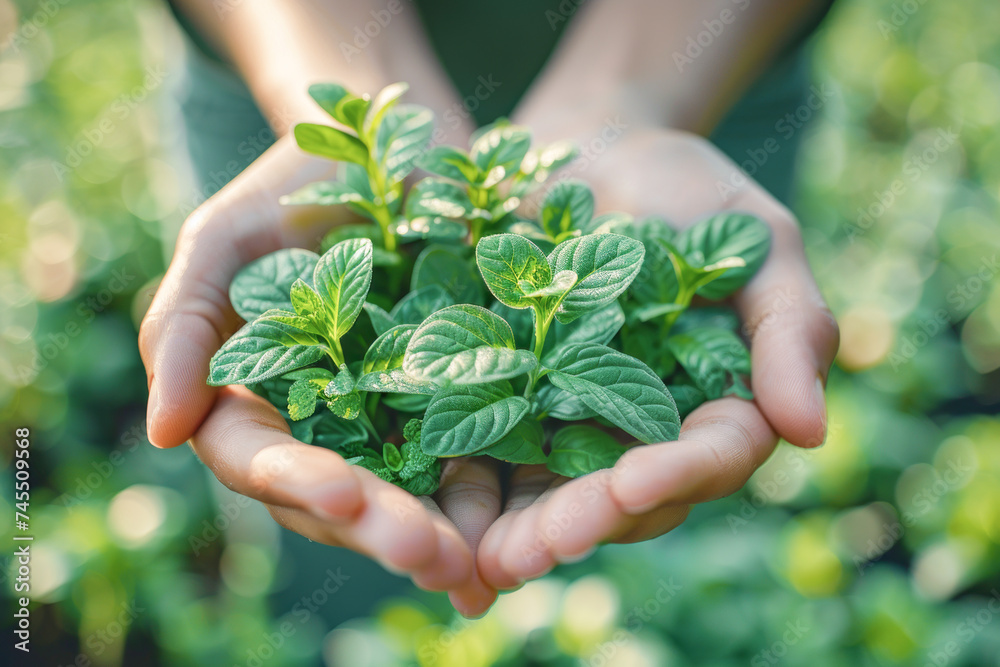 Hold a green plant in your hands. Solve the challenges of protecting the environment and realizing a sustainable society. Concepts related to environment earth day.