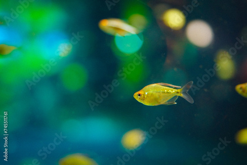 黄金色の魚の群れ © kanzilyou