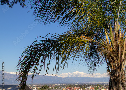 Snowy California Mountains and Palm Trees