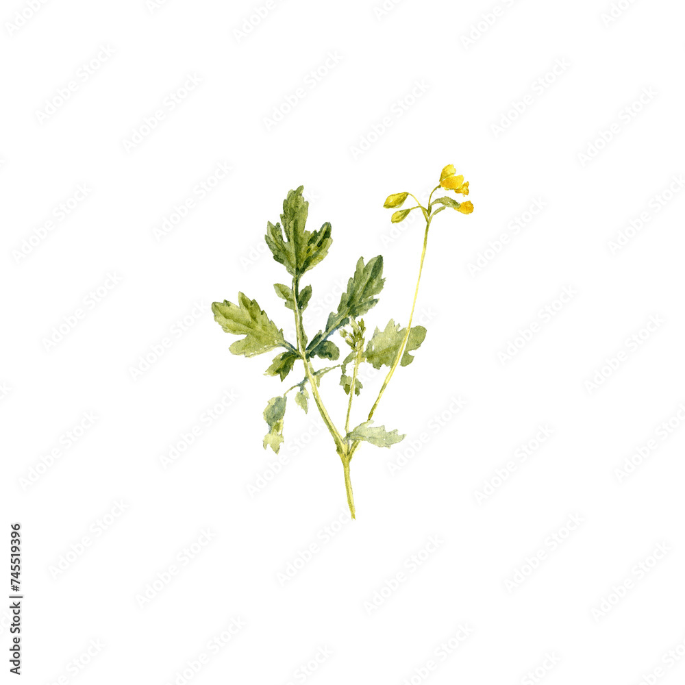 watercolor drawing plant of greater celandine with leaves and flowers isolated at white background, Chelidonium majus, natural element, hand drawn botanical illustration