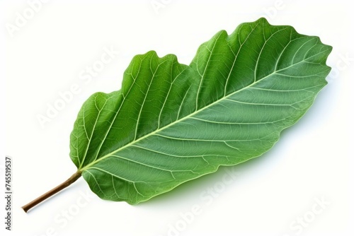 Vibrant One green leaf of fig tree. Nature flora exotic botanic season. Generate Ai