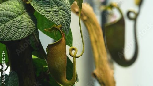 Meat-eating pitcher plants with rack focus to another photo