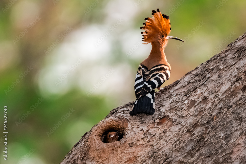 Common Hoopoe, Hoopoe (Upupa epops) The body has light brown stripes. or white and black The mouth is long, slender and curved. Feeding the baby. Phra Nakhon Si Ayutthaya, Thailand. Common Hoopoe, Hoopoe (Upupa epops) The body has light brown stripes. or white and black The mouth is long, slender and curved. Feeding the baby. Phra Nakhon Si Ayutthaya, Thailand.
