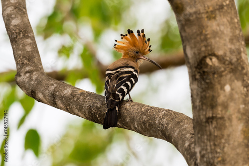 Common Hoopoe, Hoopoe (Upupa epops) The body has light brown stripes. or white and black The mouth is long, slender and curved. Feeding the baby. Phra Nakhon Si Ayutthaya, Thailand.