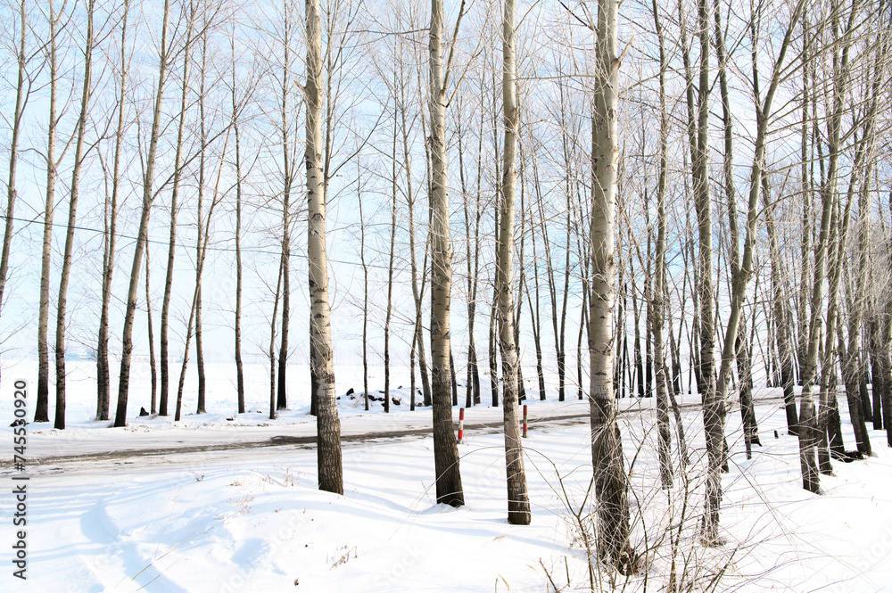 Fototapeta premium 木々の雪道