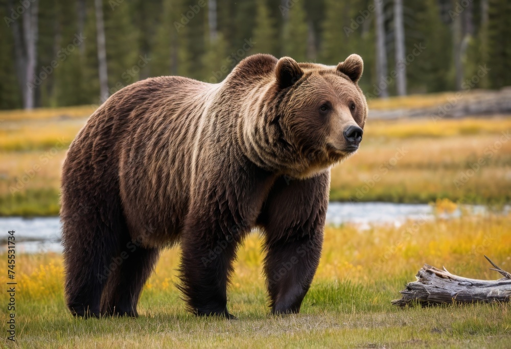 Large grizzly bear