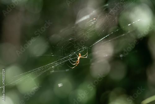 Spider in Borneo Forest