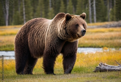 Large grizzly bear © orelphoto