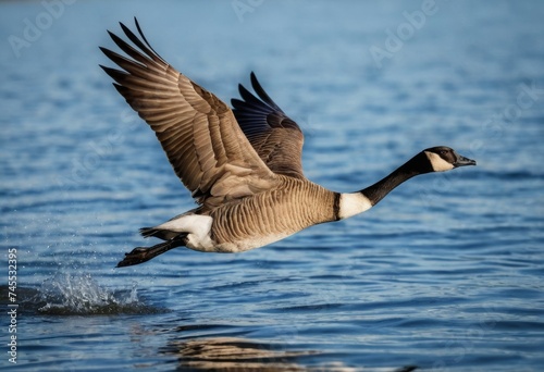 Goose in flight above water.