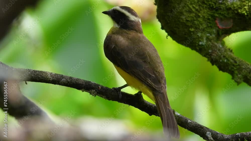 Great Kiskadee Perched on Branch, Los Nevados National Park, Columbia Great Kiskadee Perched on Branch, Los Nevados National Park, Columbia