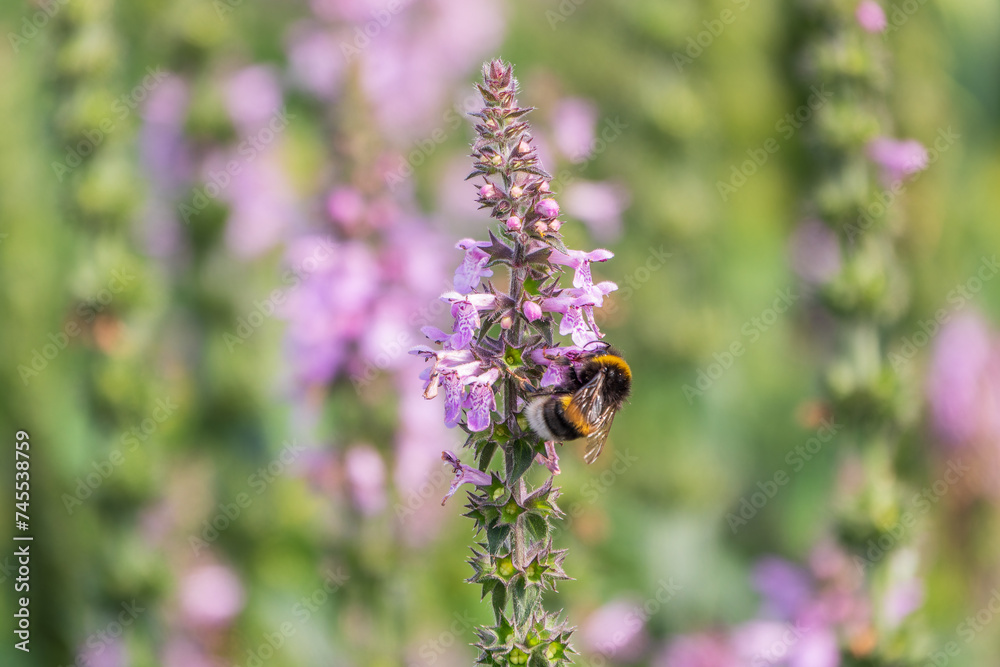 A bee collects pollen on Purple Betony flowers or Betony, Wood Betony, Bishopwort, Bishop's Wort. A bee collects pollen on Purple Betony flowers or Betony, Wood Betony, Bishopwort, Bishop's Wort.