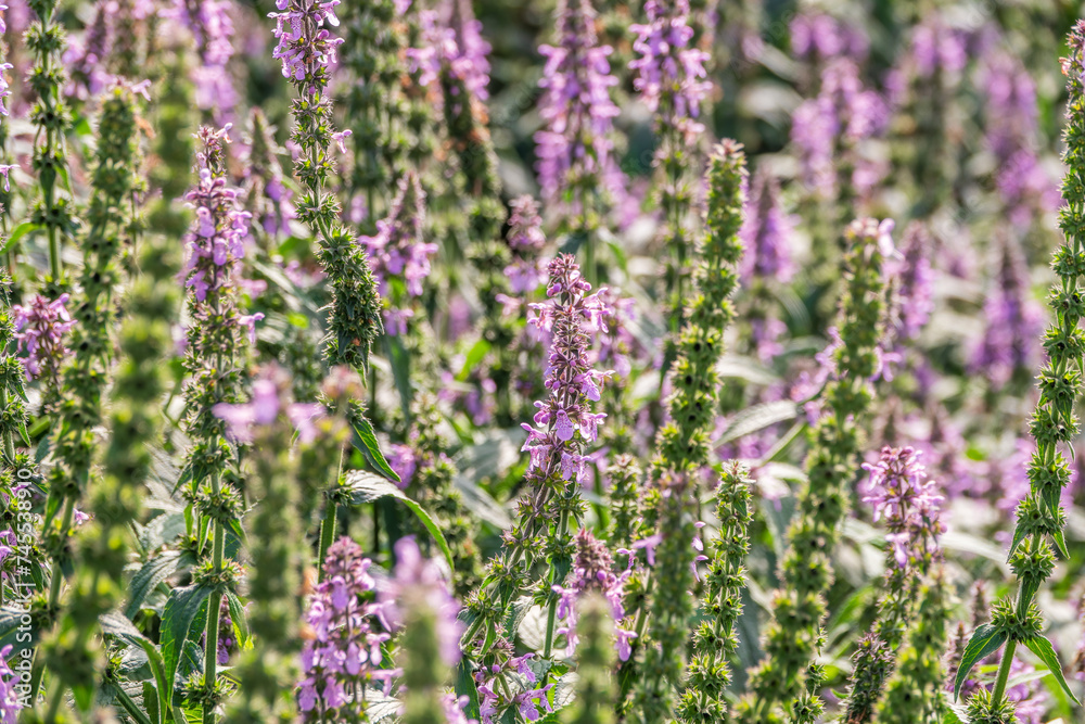 Close up of stachys officinalis, Betonica officinalis foliage. Close up of stachys officinalis, Betonica officinalis foliage.