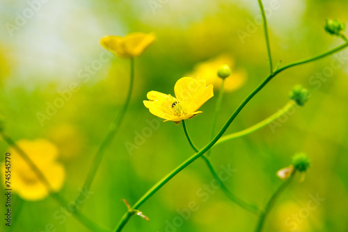 A wild growing woodsorrel flowers blooming in the wilderness of Austria.