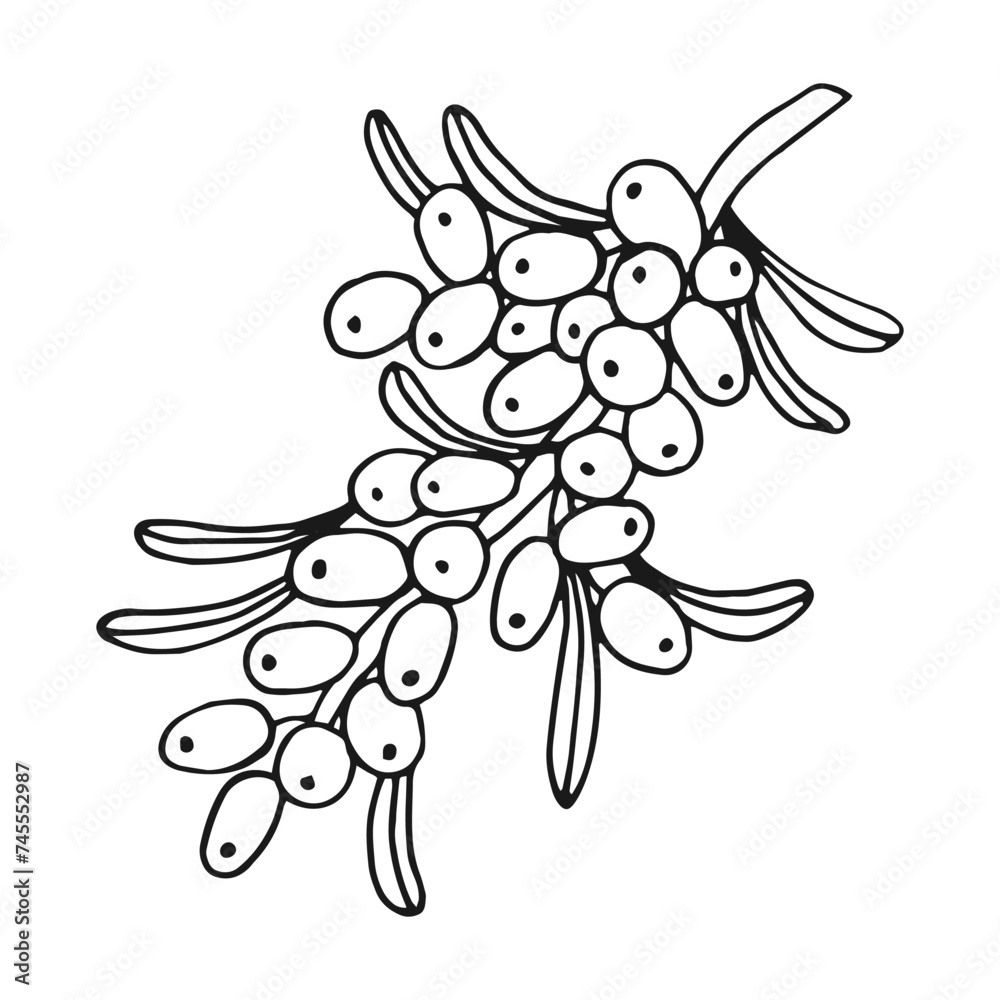 Sea buckthorn hand drawn vector illustration. Branch with berries, and leaves. Sea buckthorn hand drawn vector illustration. Branch with berries, and leaves.