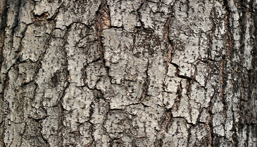 Tree bark texture for natural background photo