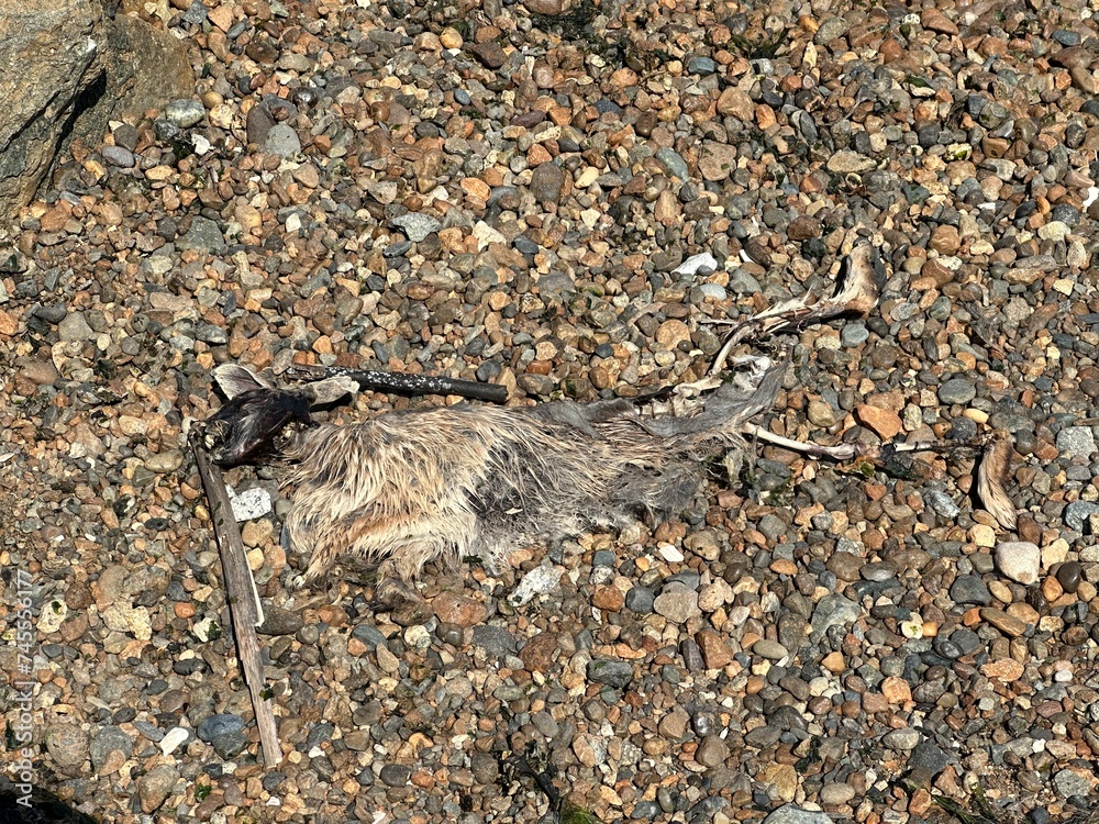dead squirrel on beach dead squirrel on beach