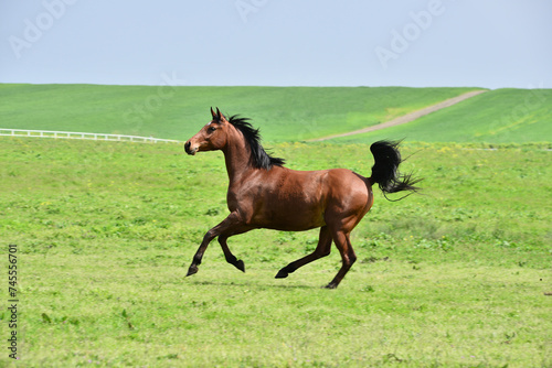 horse in field © halitomercamci