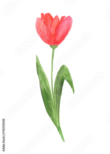 Hand painted watercolor pink tulip flower on isolated background