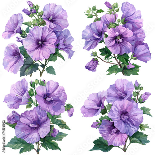 Watercolor set of Lavatera flower isolated on white background