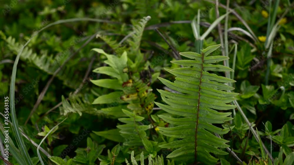 Slow motion orbit around tropical fern on base of dense vegetated forest Slow motion orbit around tropical fern on base of dense vegetated forest